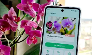 Aplikacja do rozpoznawania roślin identyfikuje storczyka Phalaenopsis.