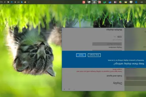 Ustawienia ekranu, jak obrócić ekran w laptopie. Widoczny kotek na tle trawy.
