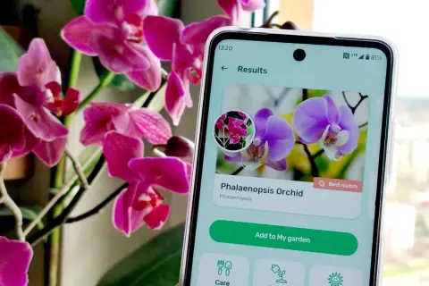Aplikacja do rozpoznawania roślin identyfikuje storczyka Phalaenopsis.