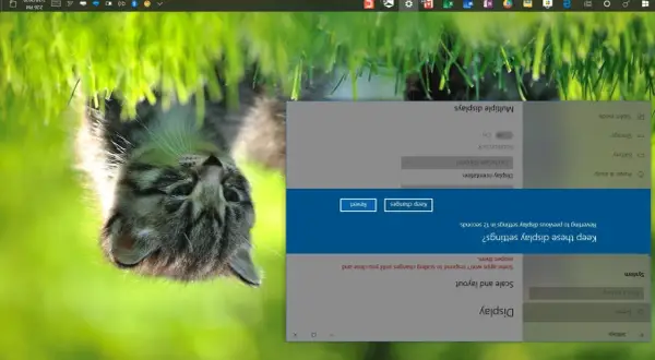 Ustawienia ekranu, jak obrócić ekran w laptopie. Widoczny kotek na tle trawy.