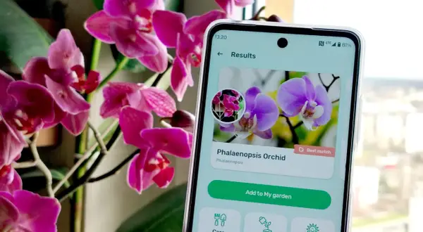 Aplikacja do rozpoznawania roślin identyfikuje storczyka Phalaenopsis.