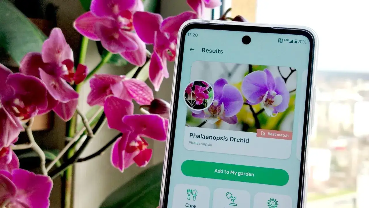 Aplikacja do rozpoznawania roślin identyfikuje storczyka Phalaenopsis.